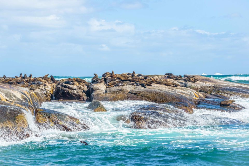 Cape Town: Penguin Watching at Boulders Beach Half Day Tour - Activity Highlights