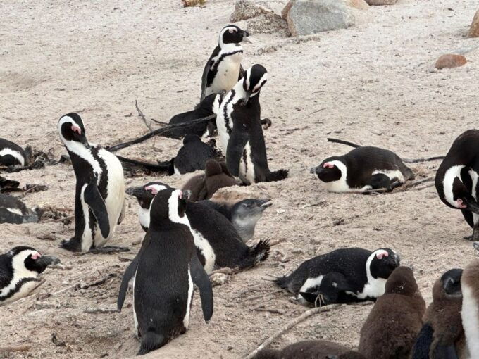 Cape Town Table Mountain Penguins & Cape Point All-inclusive - Inclusions