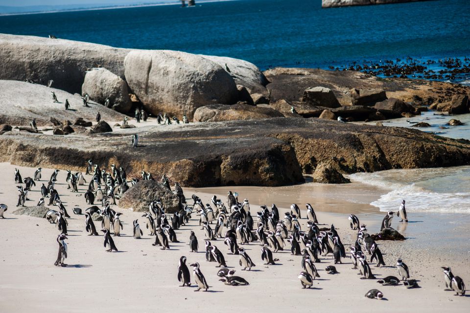 Cape Town: Table Mountain, Penguins & Cape Point Group Tour - Booking Information and Pricing