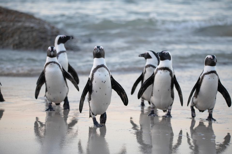 Cape Town: Table Mountain, Penguins & Cape Point Shared Tour - Additional Information