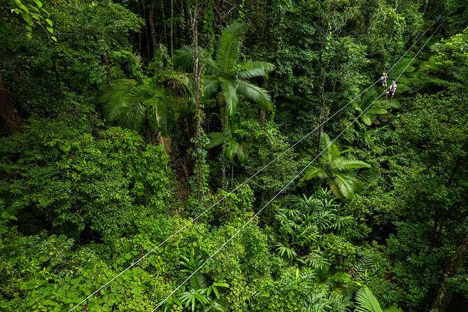 Cape Tribulation & Ziplining: Ultimate Daintree - Customer Reviews