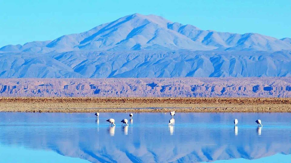 Caracoles: Red Stones of Atacama and Chaxa Guided Day Trip - Common questions
