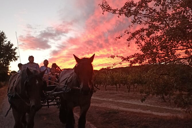 Carriage Rides in the Heart of the Luberon - Expectations