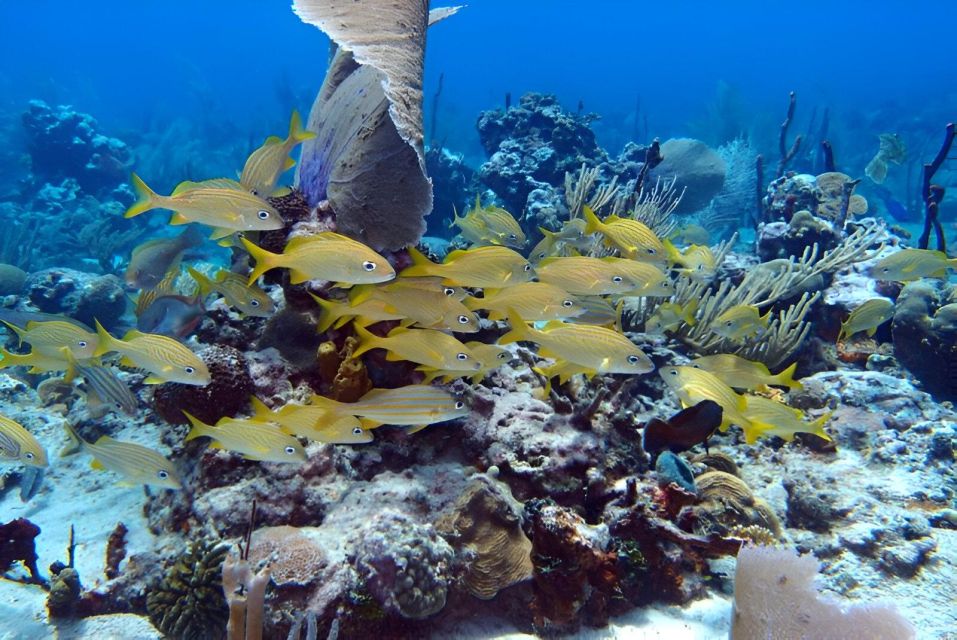 Catalina Island Full-Day Snorkeling Lunch From Punta Cana - Inclusions in the Package