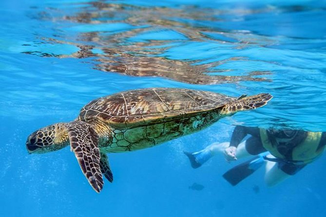 Catamaran Sail and Snorkel From Ko Olina - Experience of Snorkeling in Oahu