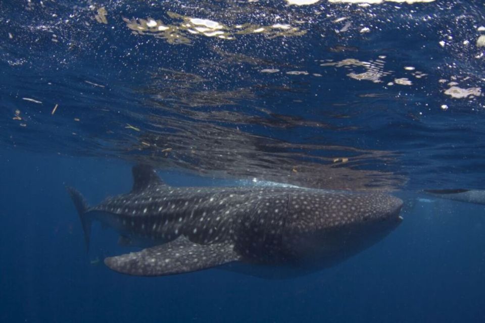 Cebu: Boat Day Trip With Whale Shark Swimming and Lunch - Full Description