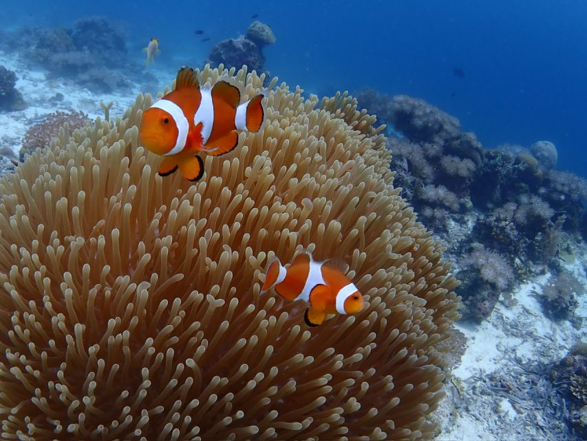 Cebu: Boat Diving Two Dive Tour in Olango Island - Customer Satisfaction and Testimonials