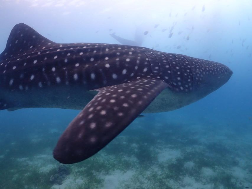 Cebu: Whale Shark & Mysterious Waterfall Private Tour - Not Suitable for