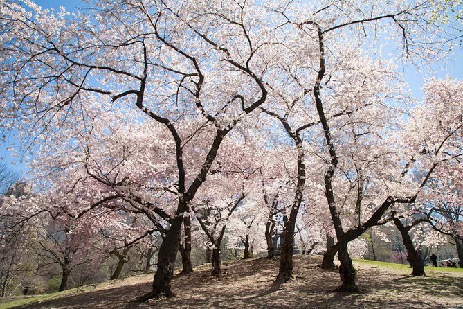 Central Park Photography Tour With Local Photographer - Flexible Cancellation Policy