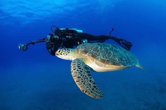 Certified Diver:2-Tank Deep Wreck and Shallow Reef Dives off Oahu - Benefits and Requirements