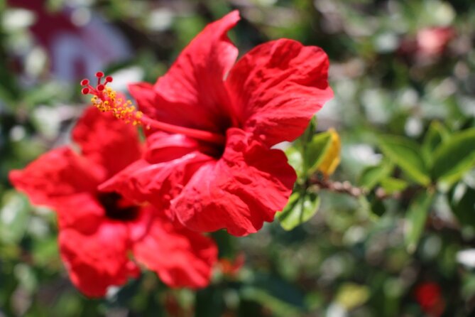 Chania Nature & Villages, White Mountains & Unique Cretan Lunch - Taking in Local Cretan Culture