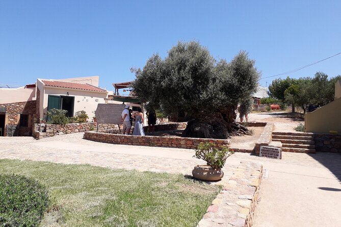 Chania Old Town - Millennial Olive Tree - Olive Oil Mill - Exploring the Olive Oil Mill