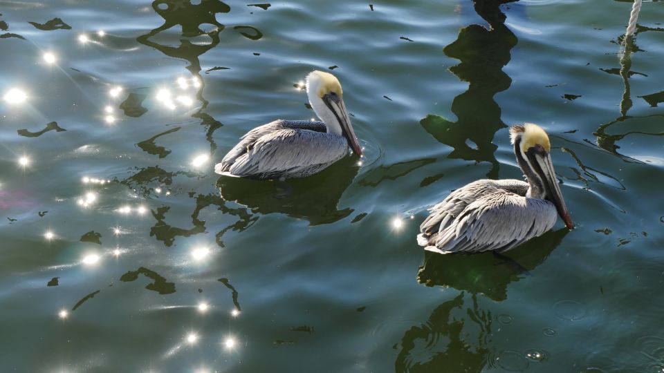 Charleston: Harbor Bar Pedal Boat Party Cruise - Reviews and Testimonials