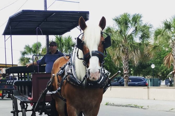 Charlestons Historic Residential Horse and Carriage Tour - Viator Help Center