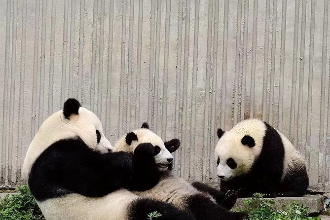 Chengdu Giant Panda Breeding Research Base Ticket - Last Words