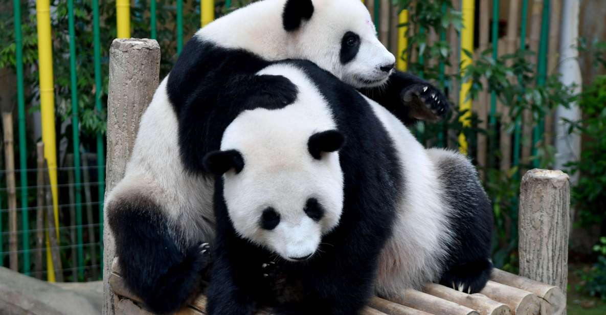 Chengdu: Panda Base, Leshan Buddha, & Emeishan 2 Day Tour - Full Itinerary