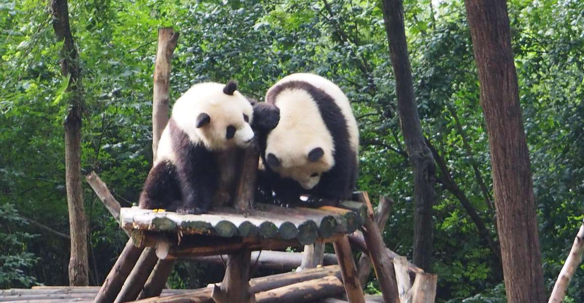 Chengdu Panda Breeding Base Ticket W/ Private Transfer/Guide - Additional Information and Important Details