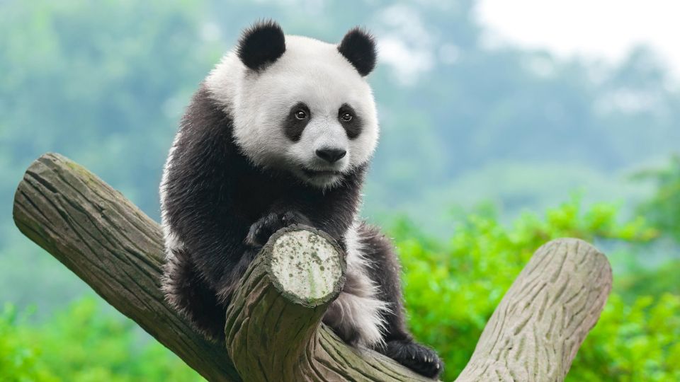 Chengdu Panda Breeding Center Tour Option Panda Keeper - Importance of Panda Conservation