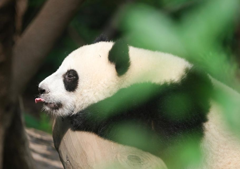 Chengdu Panda & Leshan Buddha One Day Private Tour - Booking Information