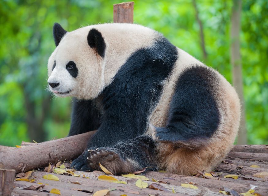 Chengdu: Private Full-Day Panda, City, Museum, & Park Tour - Customer Experience