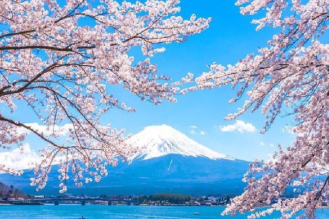 Cherry Blossom ! Five-Story Pagoda,Mt. Fuji 5th Station,Panoramic Ropeway - Additional Information