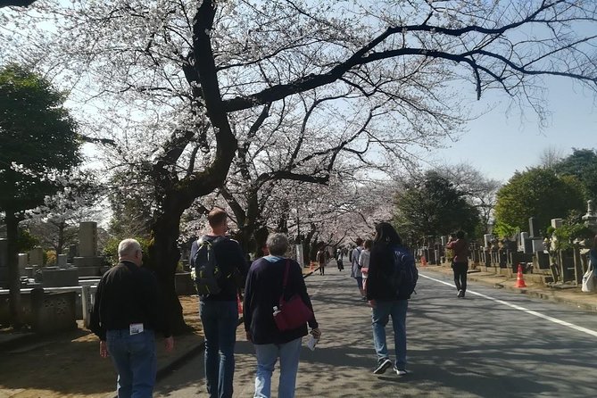 Cherry Blossom Highlights, Asakusa, Ueno, Yanaka - Photo Opportunities