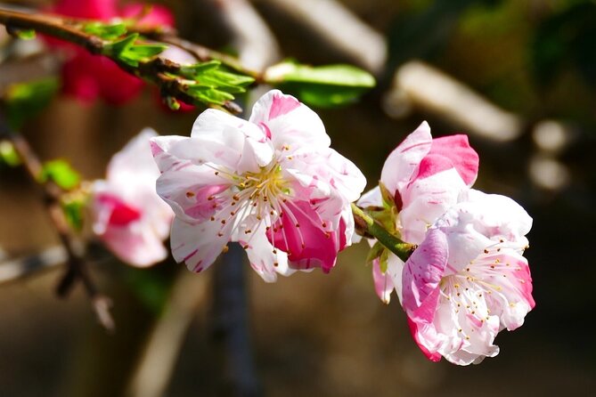 Cherry Blossom Private Tour - Customer Reviews