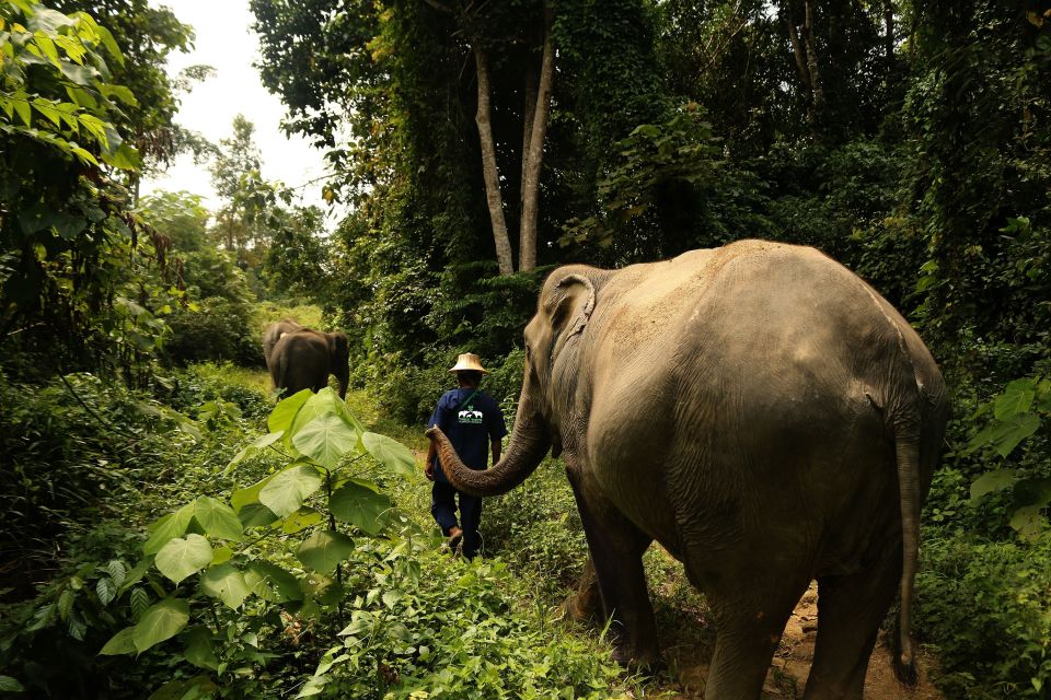 Chiang Mai: Doi Inthanon and Elephant Sanctuary Tour & Hike - Itinerary Details