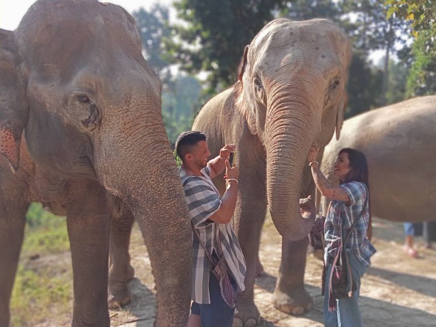 Chiang Mai: Elephant Sanctuary Guided Tour - Product Details
