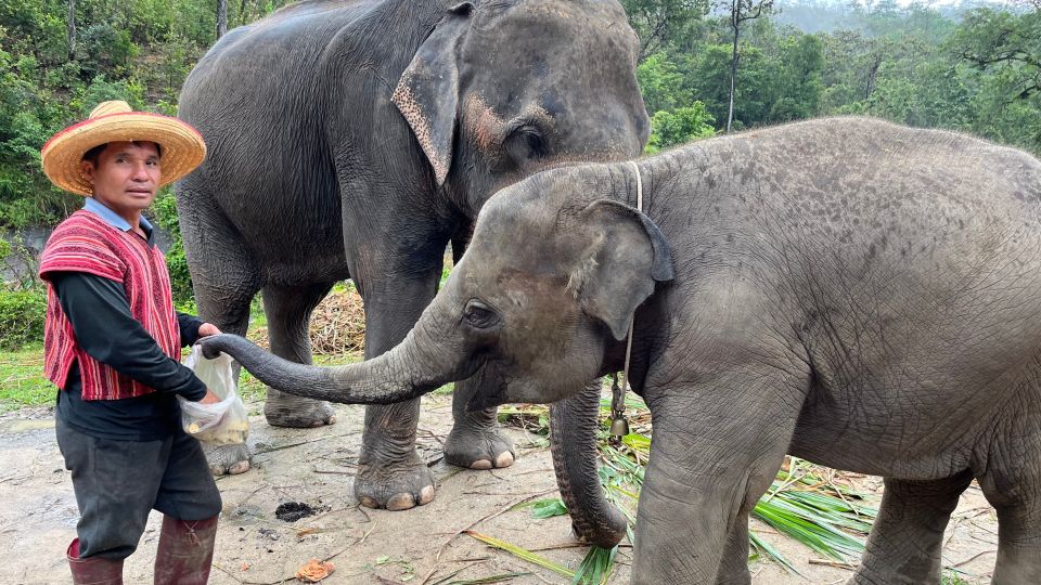 Chiang Mai: Elephant Sanctuary & Waterfall Group Tour - Customer Reviews