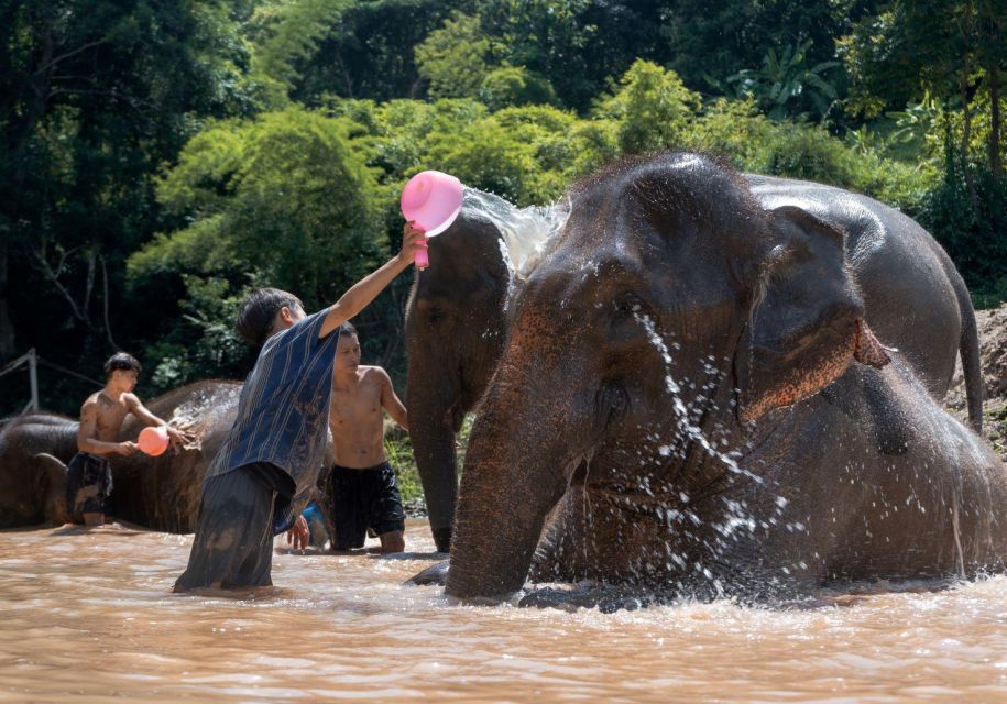 Chiang Mai: Full-Day Kerchor Elephant Eco Park Tour & Trek - Review Summary