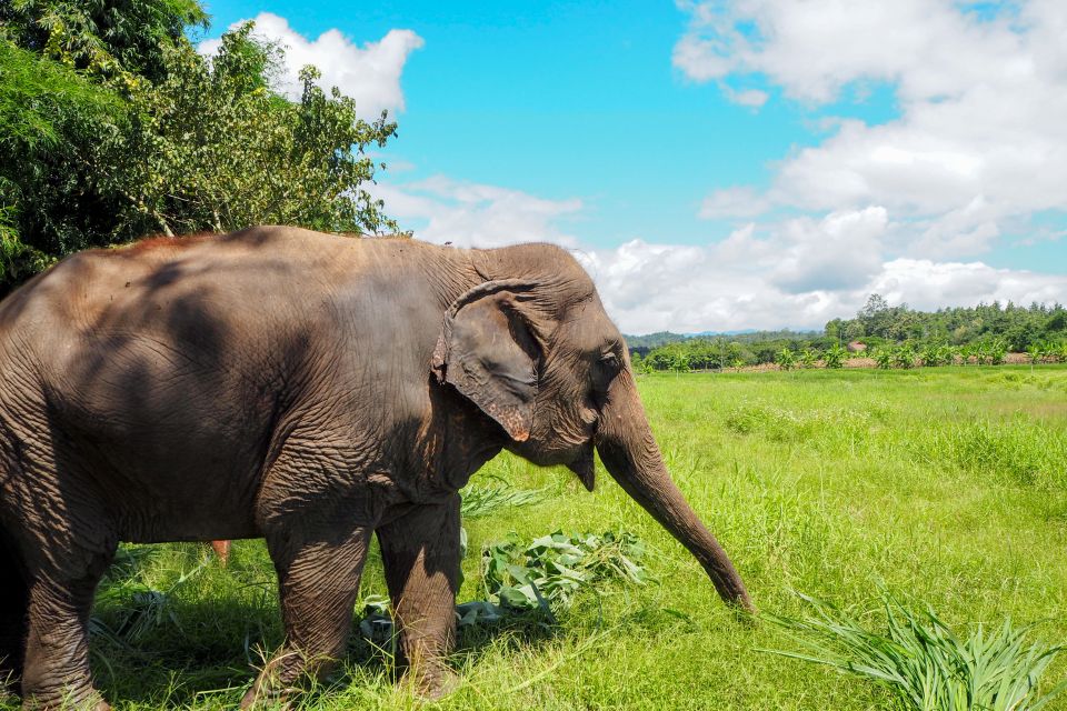 Chiang Mai: Small Group Ethical Elephant Sanctuary Tour - Review Summary