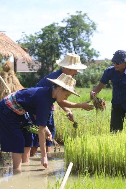 Chiang Mai: Thai Buffalo and Rice Planting Experience - Customer Reviews