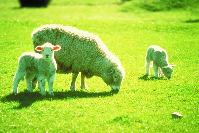 Christchurch Sheep Farm Visit - Common questions
