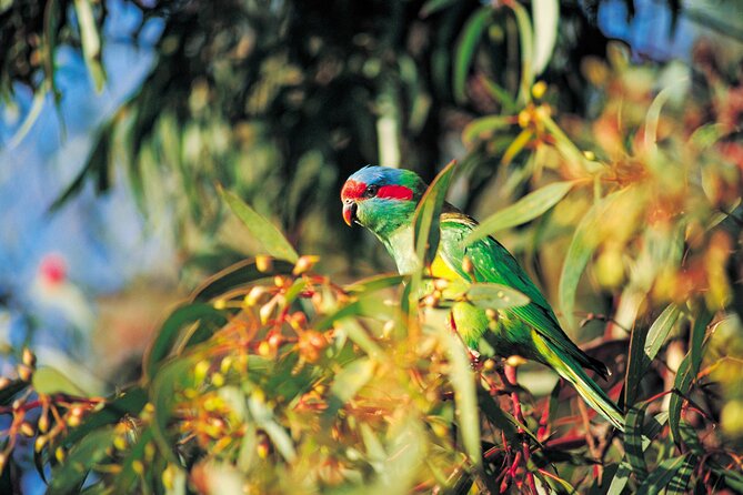 Cleland Hike and Wildlife Day Tour - Additional Information