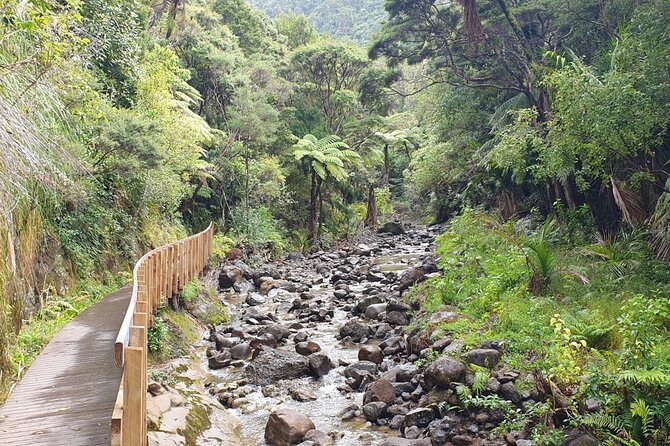 Coast and Rainforest Eco-Tour From Auckland With Lunch - Traveler Experience