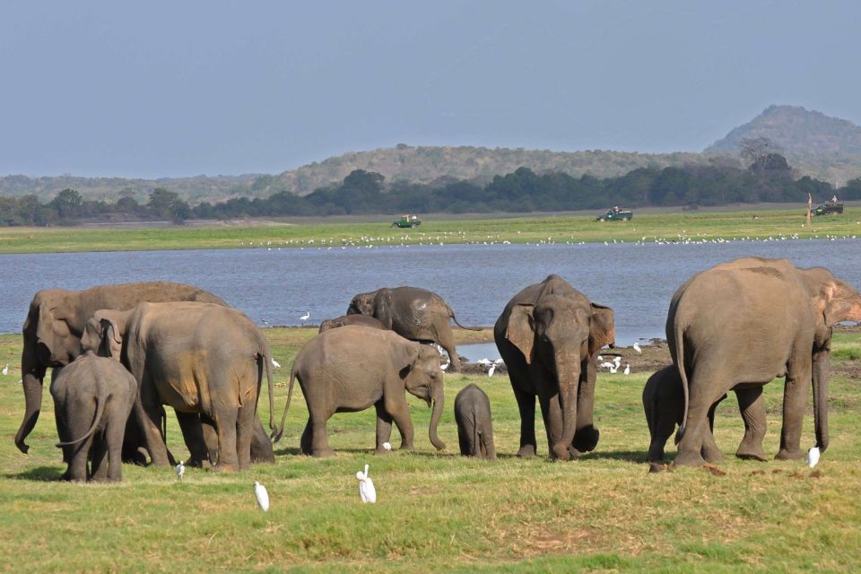 Colombo: 8-Day Private Cultural Triangle & Wildlife Trip - Testimonial