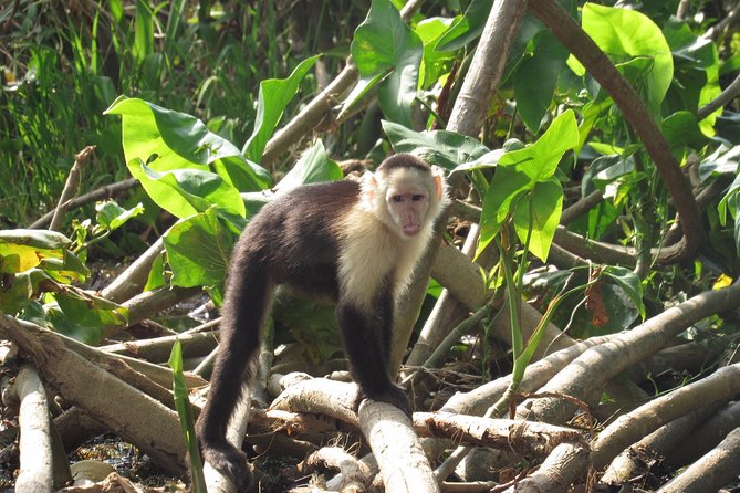 Combo: Gatun Lake & Canal Wildlife Boat Tour and Sloth Sanctuary - Customer Reviews