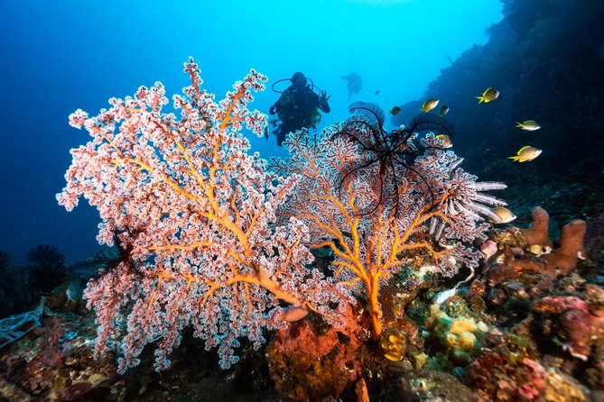 Coral Garden and Liberty Shipwreck Beginner Scuba Diving Tour  - Tulamben - Cancellation Policy