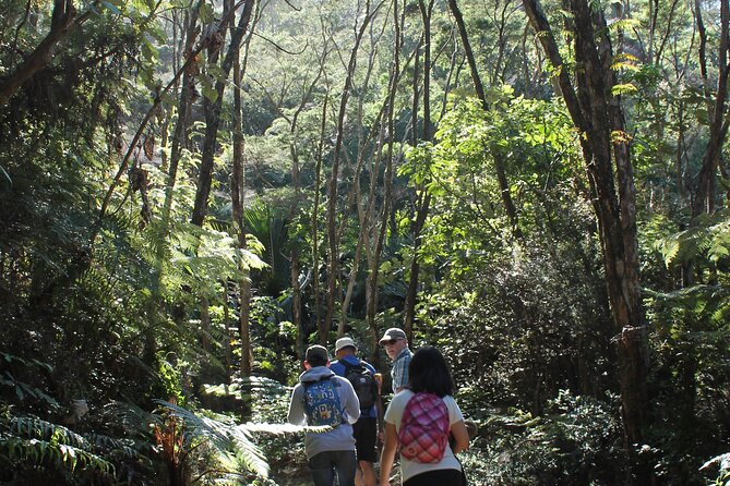 Coromandel Coastal Walkway Day Tour Ex Colville - Feedback