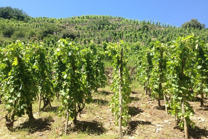 Cotes Du Rhone Wine Tour (9:00 Am to 5:15 Pm) - Small Group Tour From Lyon - Inclusions and Exclusions