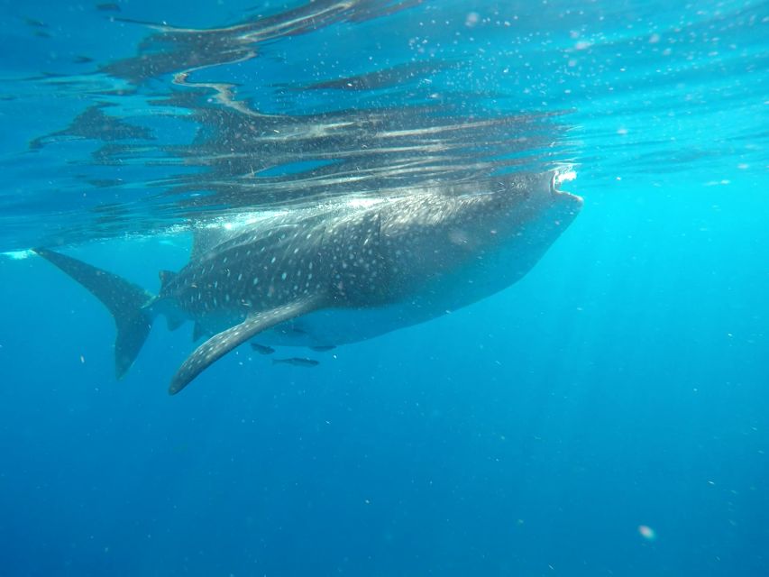 Cozumel: Whale Shark Tour - Tour Highlights and Inclusions