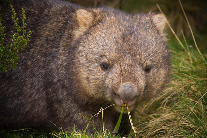 Cradle Mountain Wildlife Spotting After Dark - Inclusions for Children and Meals
