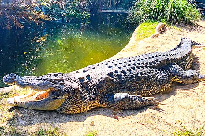 Croc and Wildlife Park Tour With Transfers From Cairns  - Cairns & the Tropical North - Common questions