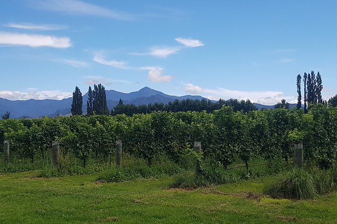 Cruise Excursion - Wines of Marlborough Tour - Booking Details