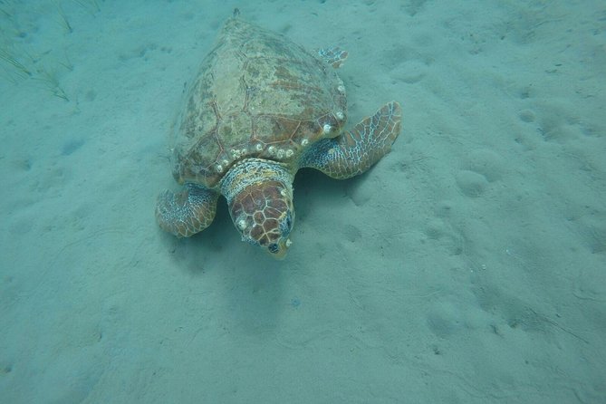 Cruise to Turtles Island and Caves With a Glass Bottom Boat - Reviews and Traveler Feedback