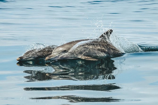Cruise With Dolphins in Byron Bay - Other Activities in Byron Bay