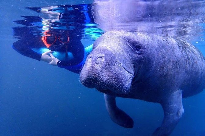 Crystal River Guided Swim With the Manatees (Mar ) - Pricing Information