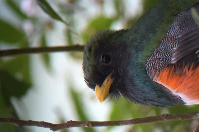 Curi Cancha Birding Tour With Esteban Daily Guided Tours - Tour Highlights