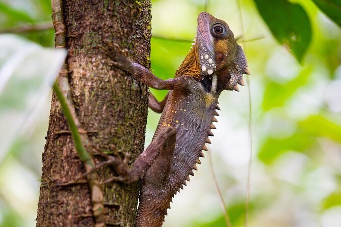 Daintree Ancient Giants Easy Rainforest Hike, Beach, Swim & Lunch - Booking and Pricing